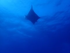 Mobula tarapacana