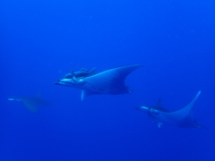 Remora