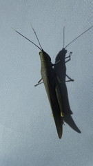 Copiocera