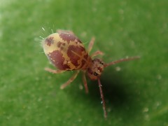 Dicyrtomina ornata