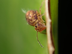 Dicyrtomina ornata