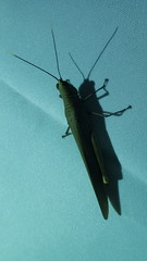 Copiocera