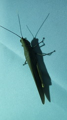 Copiocerinae