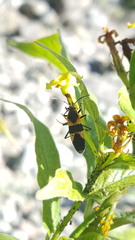 Oncopeltus sandarachatus