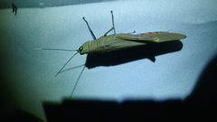Copiocera