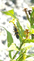 Oncopeltus sandarachatus