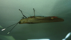 Copiocera