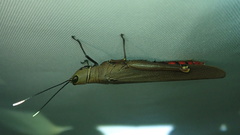 Copiocera