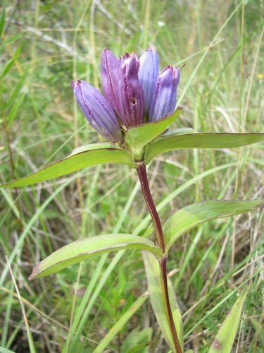 Gentiana andrewsii var. dakotica