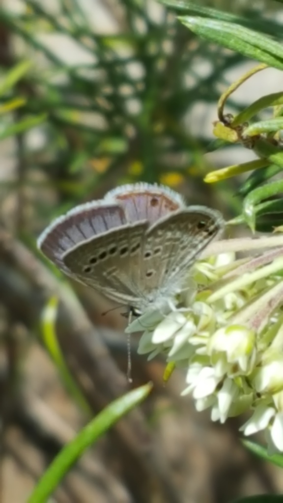 Reakirt's Blue