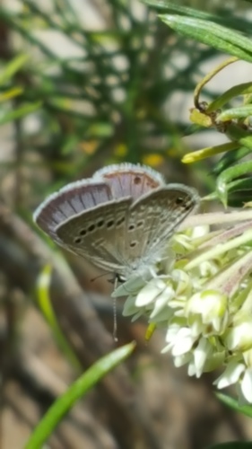 Reakirt's Blue