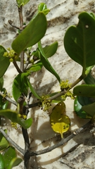 Peponidium