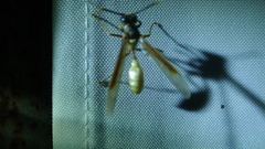 Apoica