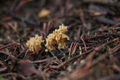 Phaeoclavulina flaccida