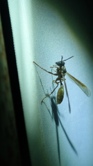 Apoica