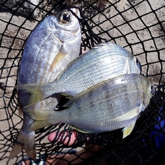 Rhabdosargus holubi