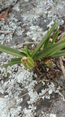 Angraecum rutenbergianum image