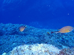 Chromis limbata