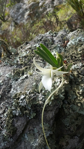Angraecum rutenbergianum