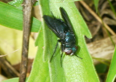 Silbomyia