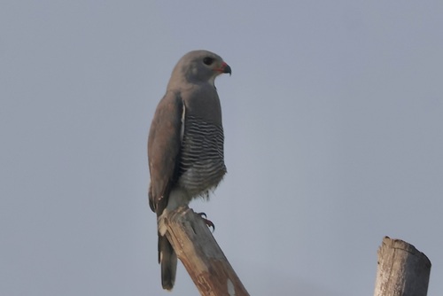 Lizard Buzzard
