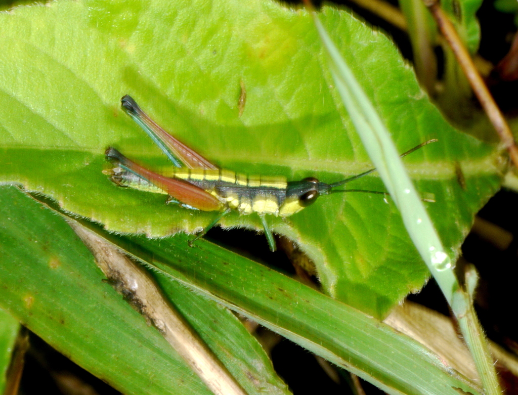 Calliphlaeoba