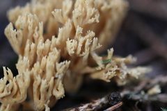 Phaeoclavulina flaccida