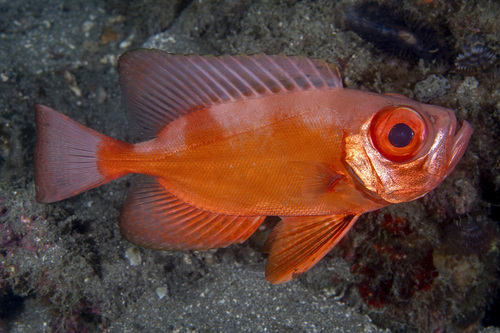 Priacanthus sagittarius