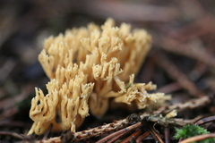 Phaeoclavulina flaccida