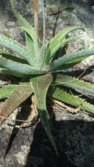 Aloe pseudoparvula image