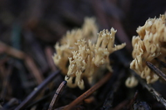 Phaeoclavulina flaccida