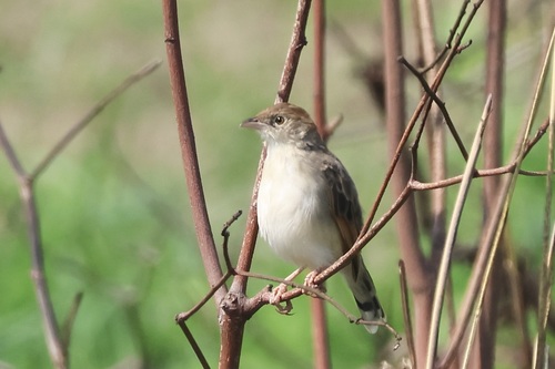 Stout Cisticola