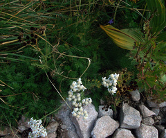 Achillea multifida
