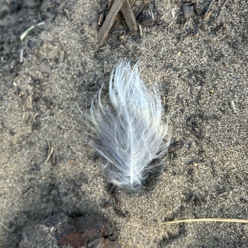 View observation of {o.common_name} on iNaturalist