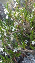 Jumellea spathulata image