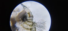Megacyclops viridis