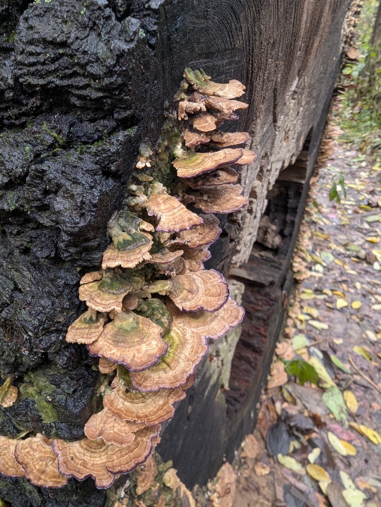 Trichaptum biforme