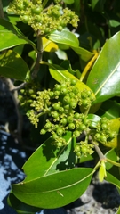 Coptosperma