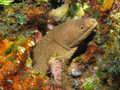 Goldentail Moray photo 3