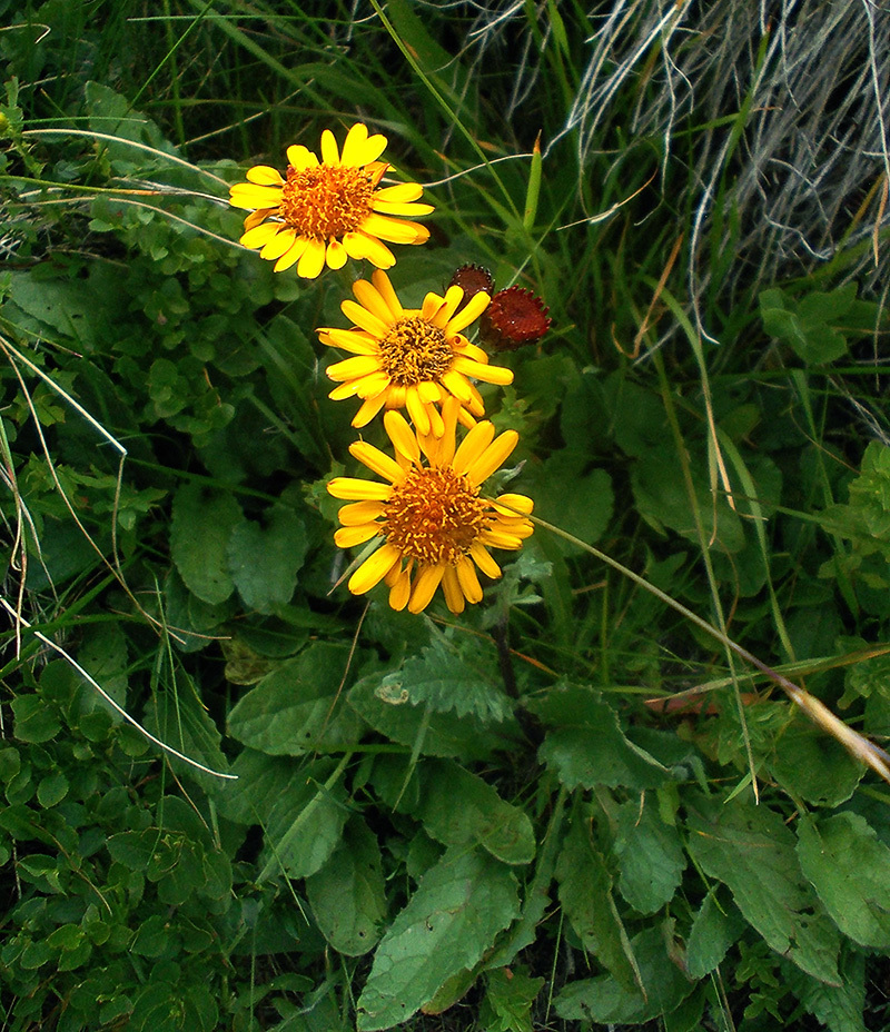 Jacobaea pancicii