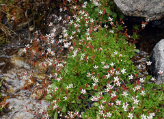 Micranthes stellaris robusta