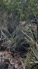 Beaucarnea