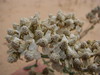 Large-headed Woolly Yarrow - Photo (c) Sarah Vinge-Mazer, some rights reserved (CC BY-NC-SA), uploaded by Sarah Vinge-Mazer