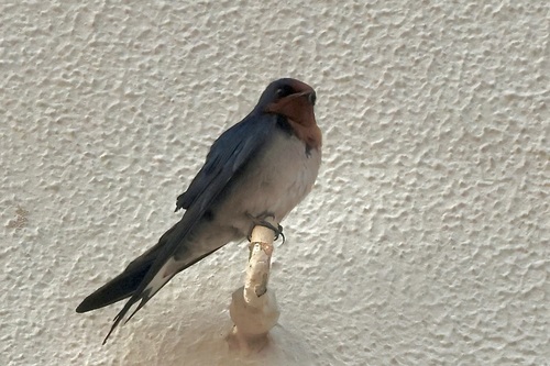 Angola Swallow