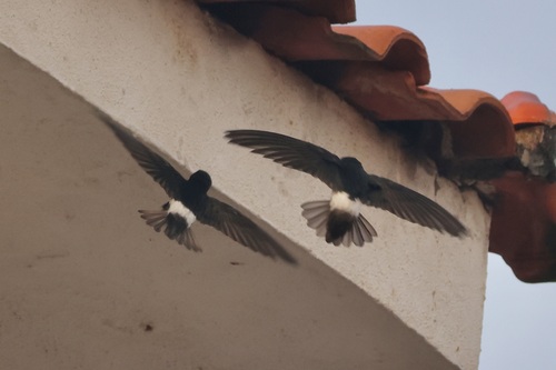 Little Swift