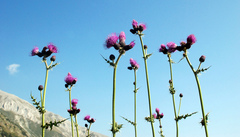Cirsium appendiculatum