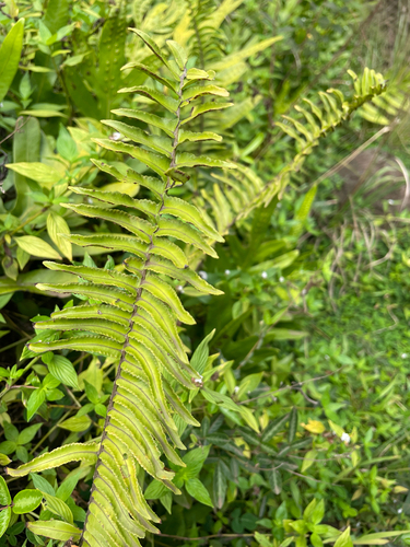 Nephrolepis brownii observed 2025-10-27