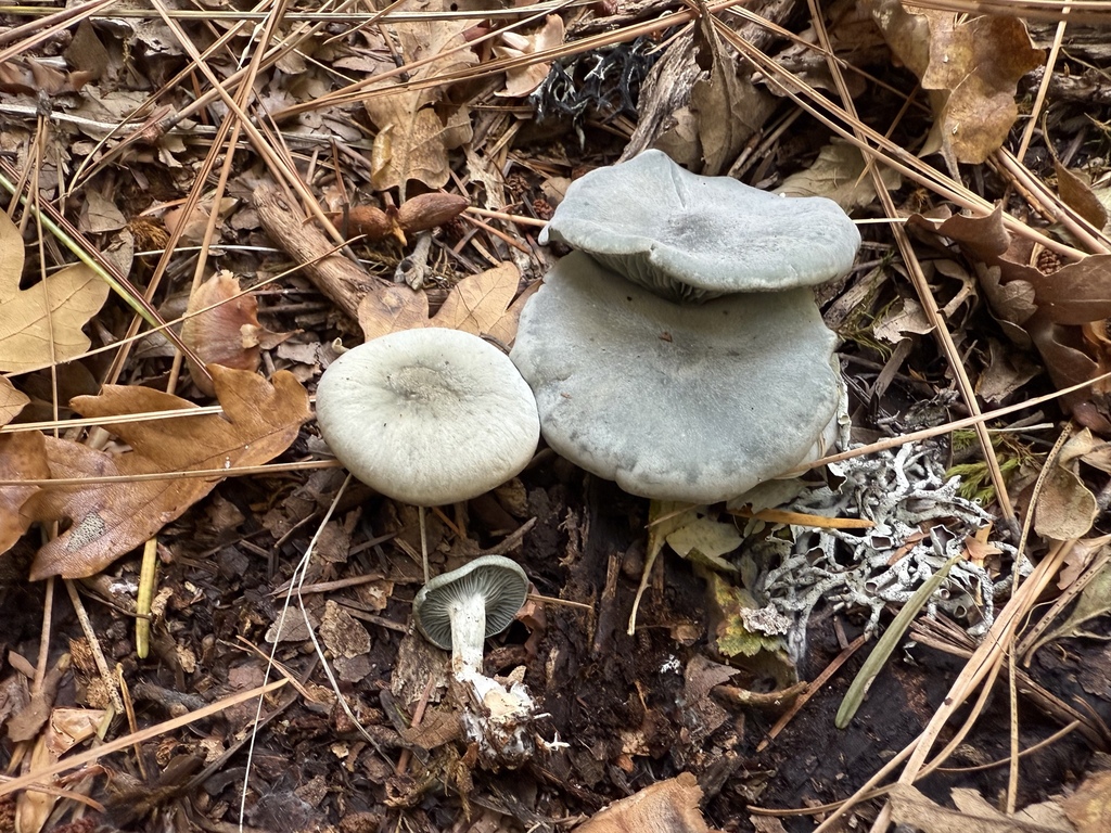 Collybia odora · October 2025 · photo: © thehyphaemovement (iNaturalist, cc-by-nc)