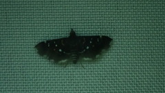 Nomophilini