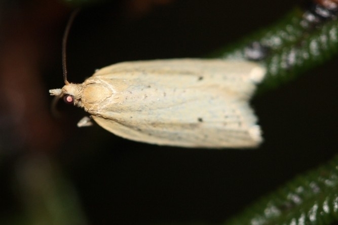 Yellow Field Bell Moth from Kapiti Coast District, Wellington Region ...
